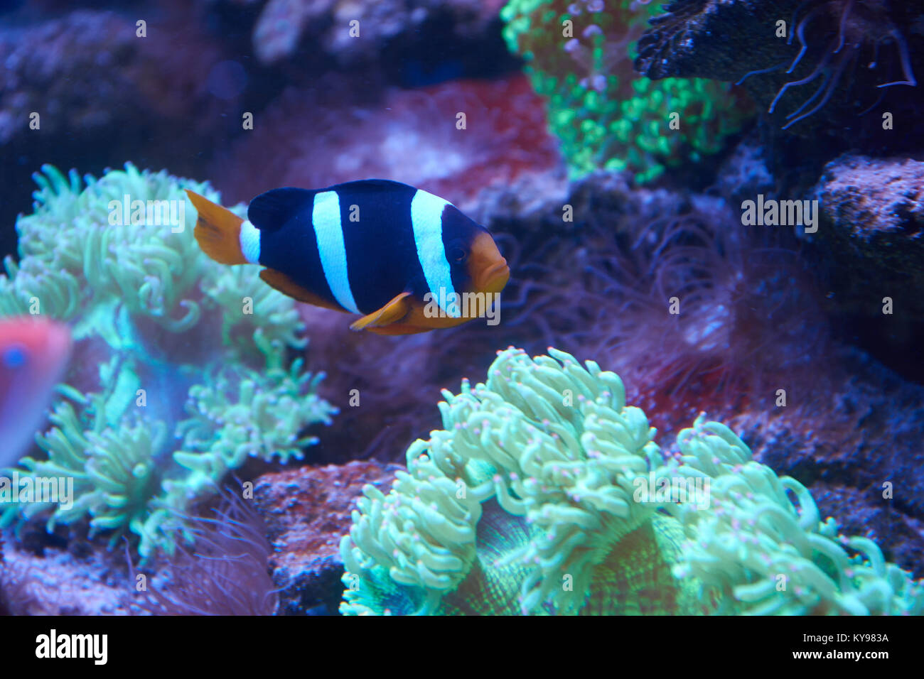 Famous ocellaris clownfish swimming near an anemona Stock Photo