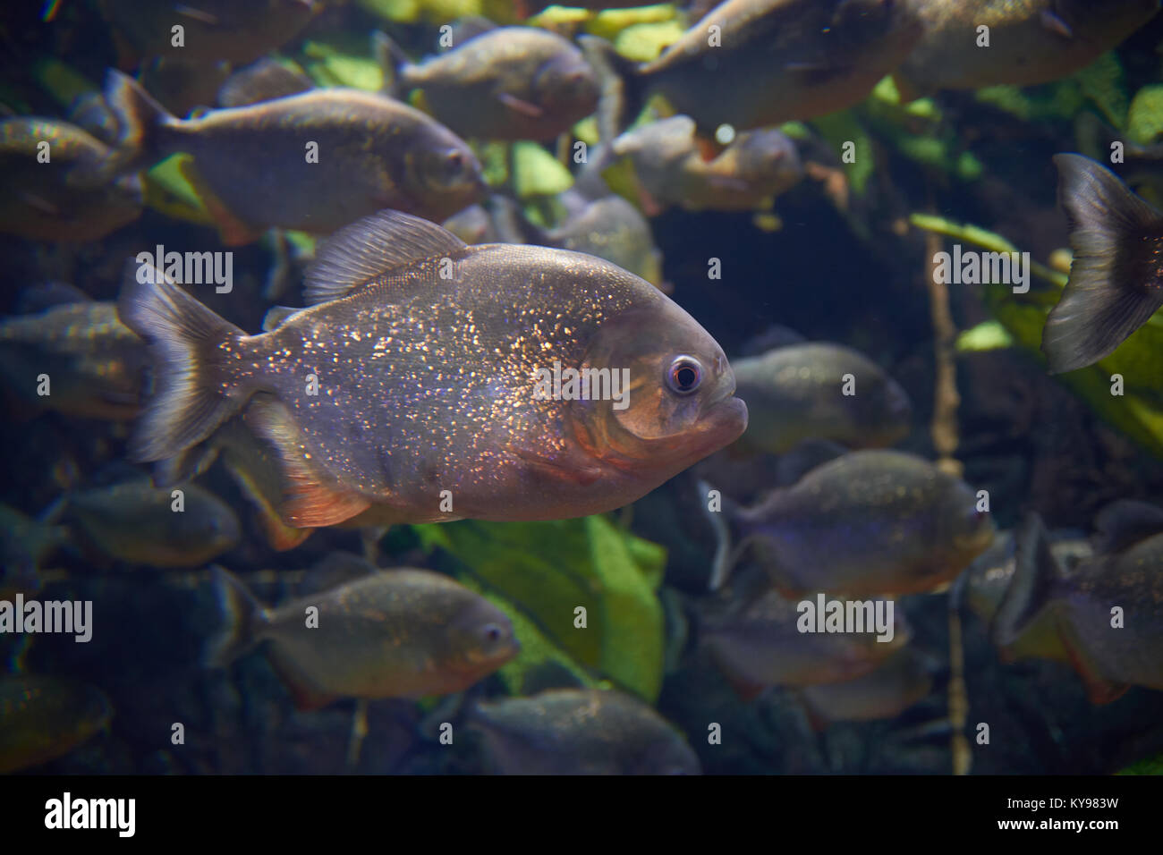 Myths surround red piranha in an aquarium Stock Photo