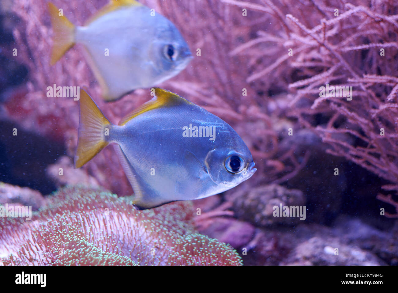 Monodactylus argentus or silver moonyfishes near a reef Stock Photo
