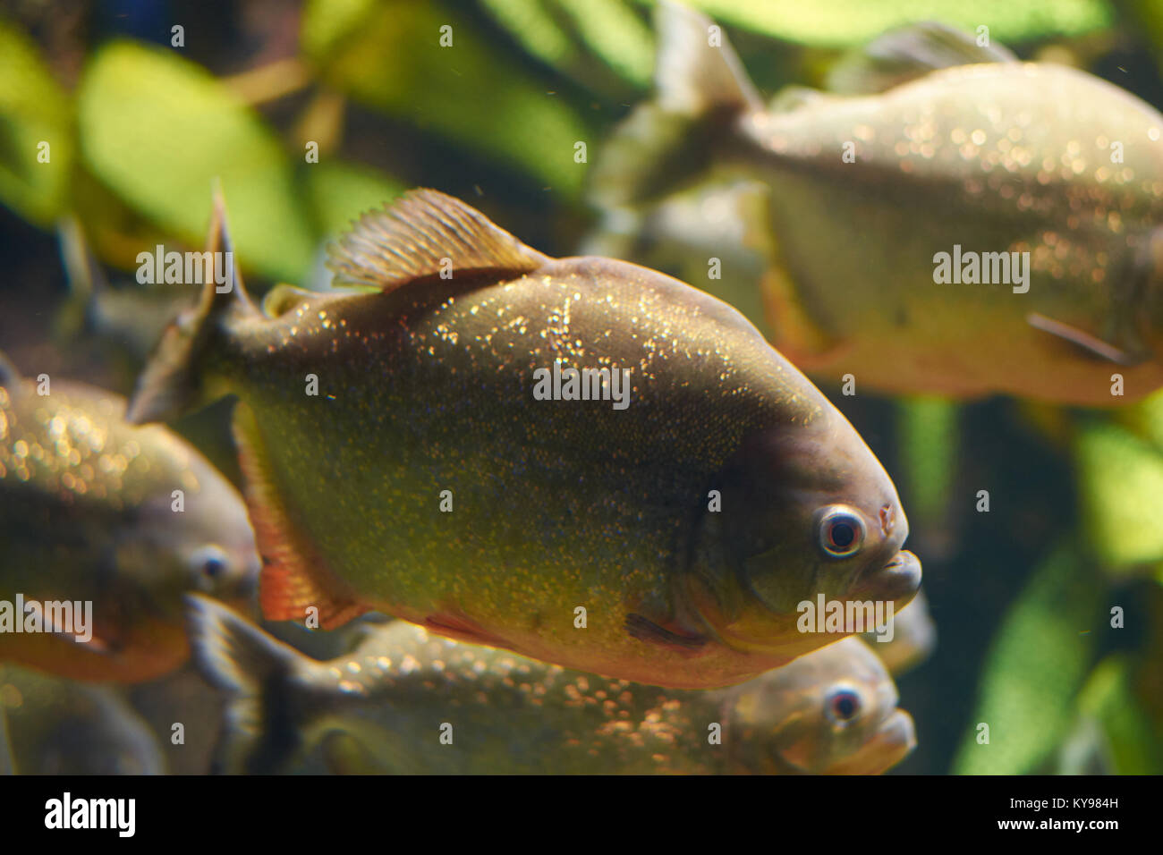 Myths surround red piranha in an aquarium Stock Photo