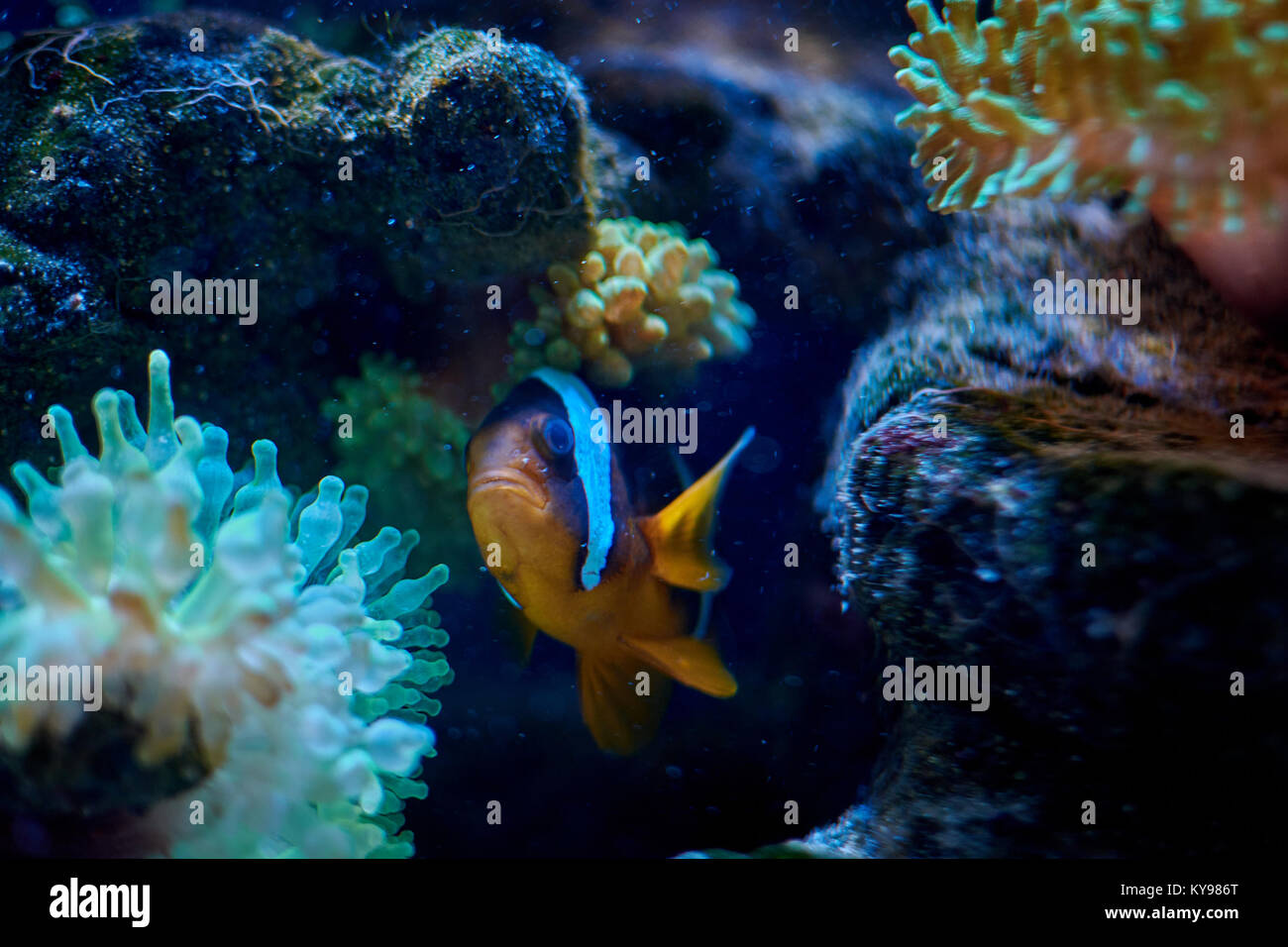 Famous ocellaris clownfish swimming near an anemona Stock Photo