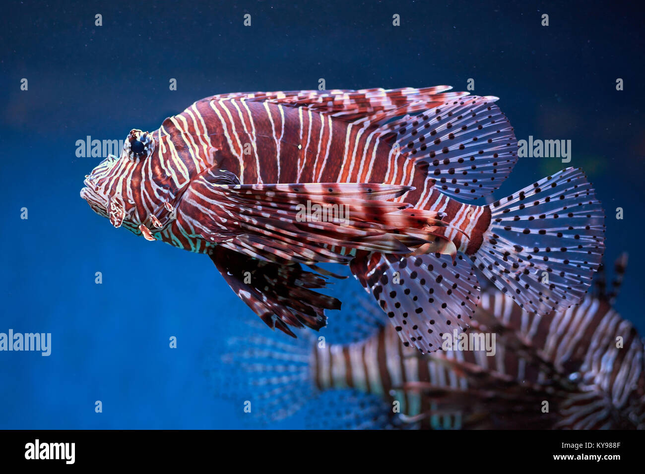 Pterois (lionfish, zebrafish so on) with long venomous fins in blue water Stock Photo