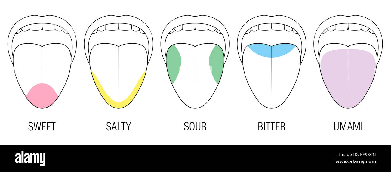 Tongue Taste Sections