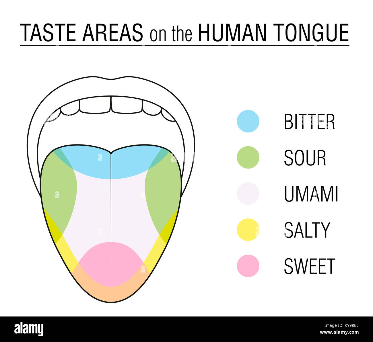 Taste areas of the human tongue - colored division with zones of taste buds for bitter, sour, sweet, salty and umami perception. Stock Photo
