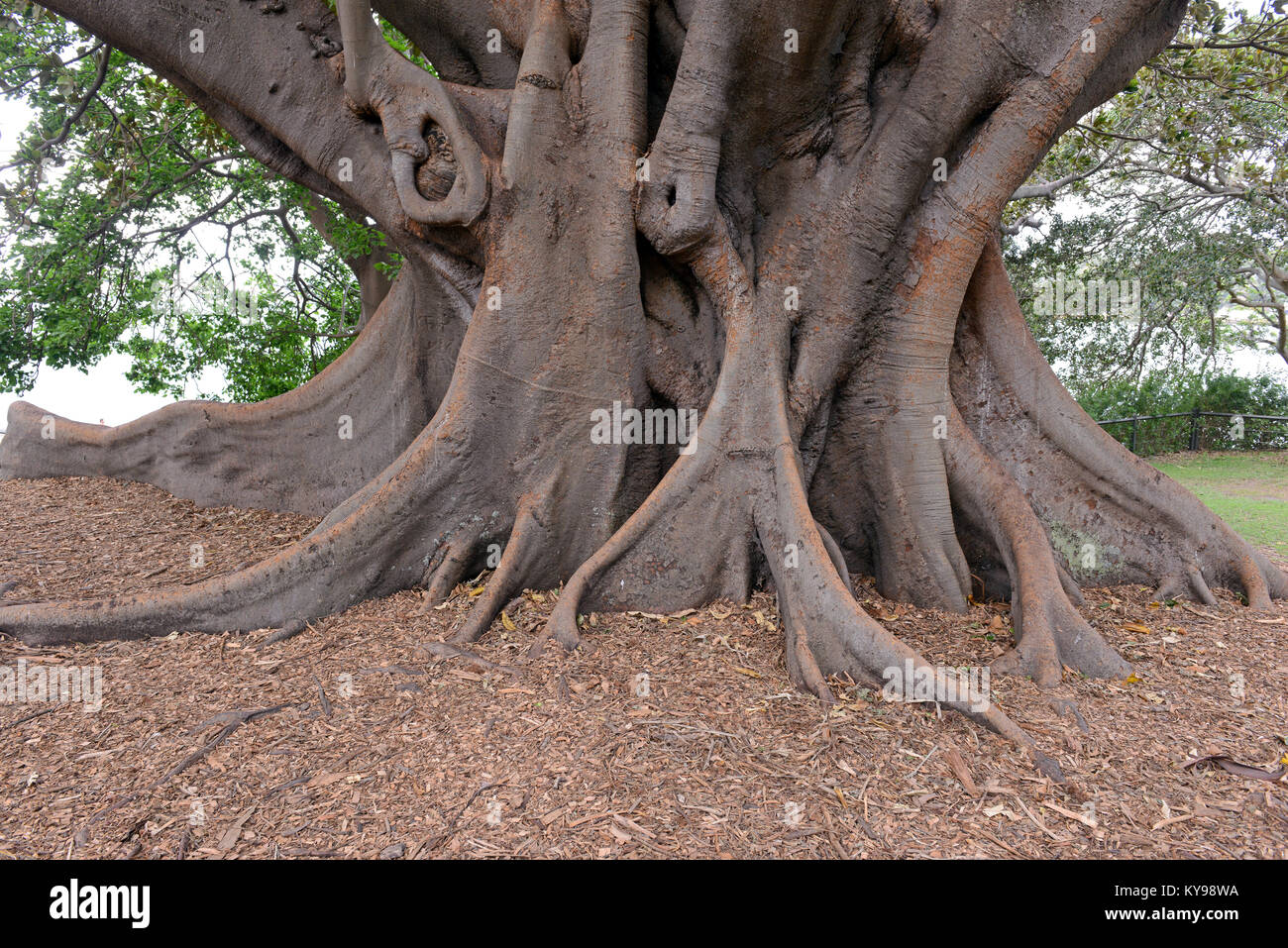Aerial roots and roots of Banyan tree or Ficus Tree, native to tropical ...