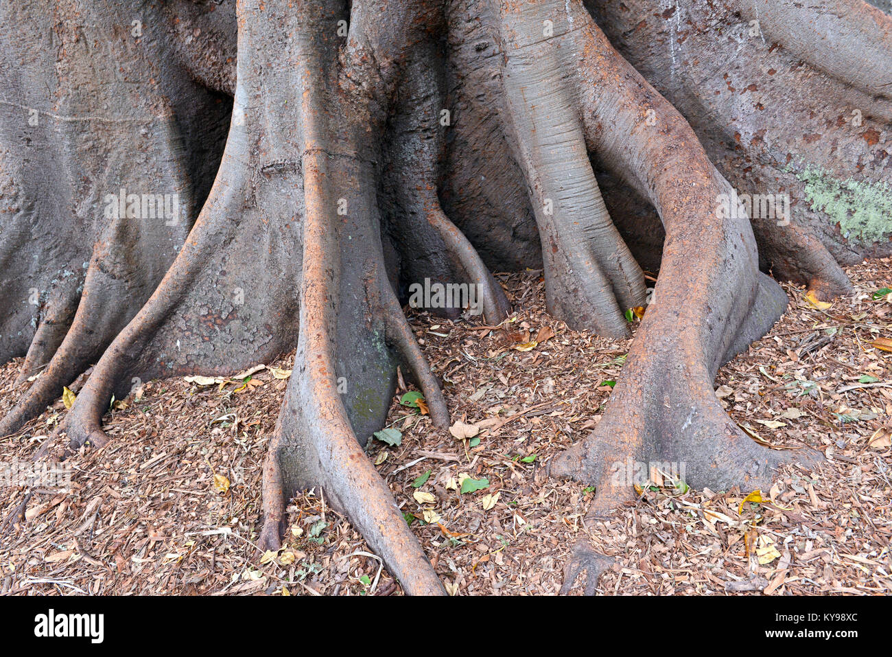 Aerial roots and roots of Banyan tree or Ficus Tree, native to tropical ...