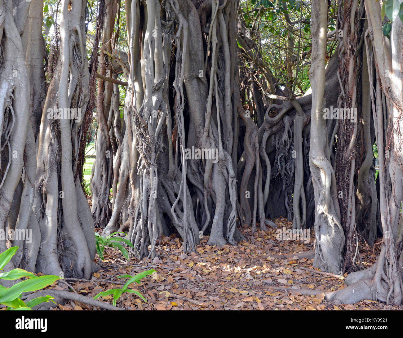 Aerial roots and roots of Banyan tree or Ficus Tree, native to tropical and subtropical climates and is the national tree of India Stock Photo