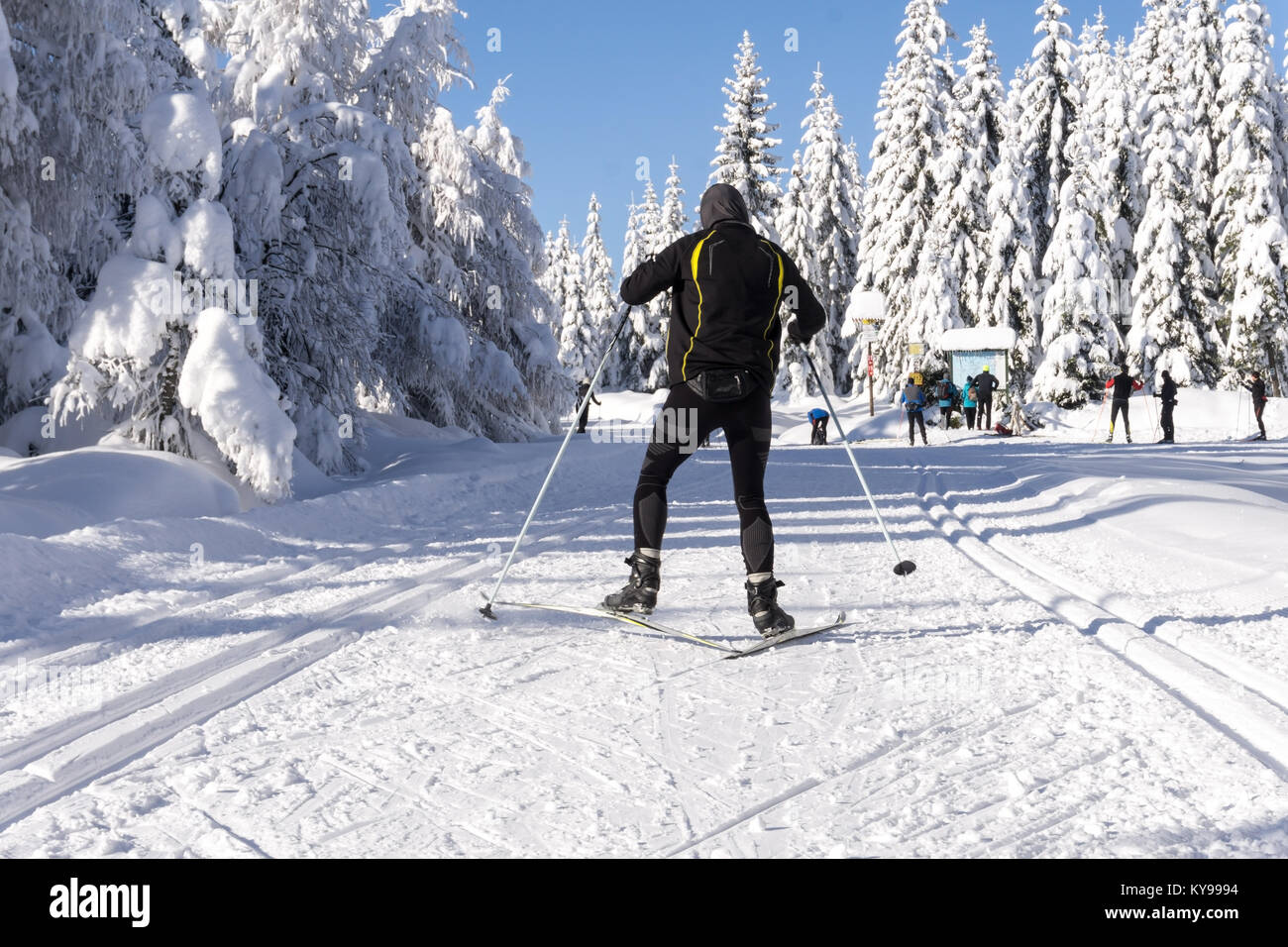 Winter road in mountains. Male skier on groomed ski trails for cross-country. Trees covered with fresh snow in sunny day in Karkonosze, Giant Mountain Stock Photo