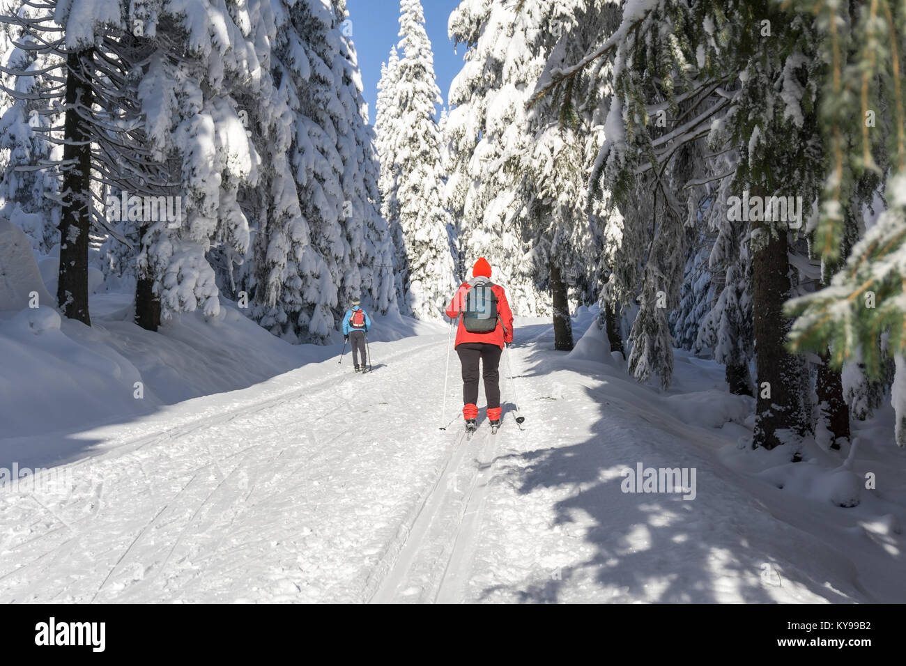 Winter road in mountains. Skiers on groomed ski trails for cross-country. Trees covered with fresh snow in sunny day in Giant Mountains, Poland Stock Photo