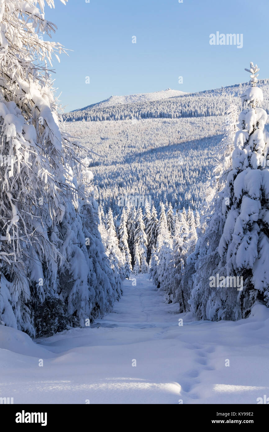 Winter mountains landscape. Trees covered with fresh snow in sunny day. Karkonosze,  Giant Mountains, Poland. Stock Photo