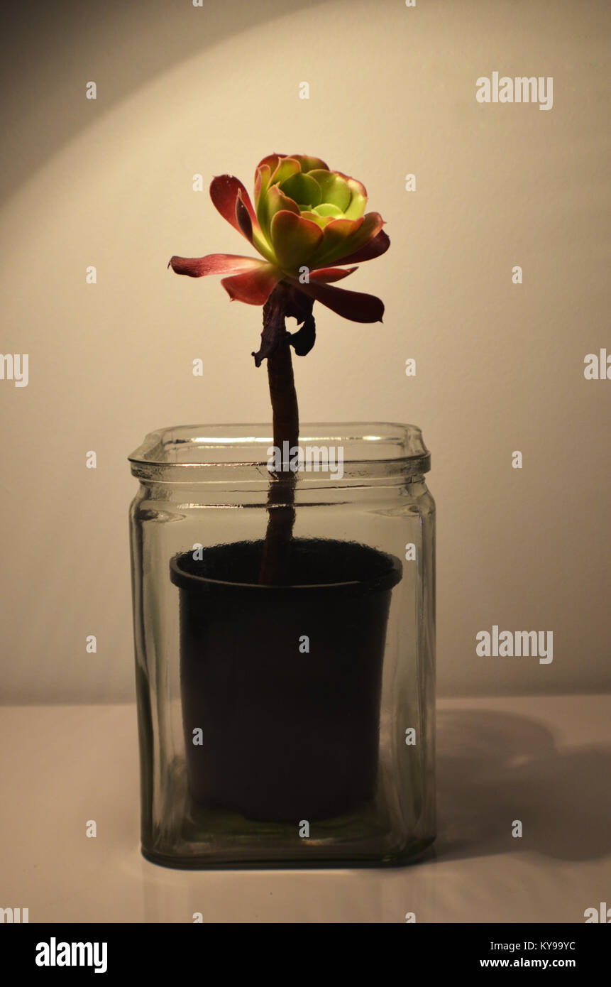 Succulent plant in glass vase Stock Photo Alamy