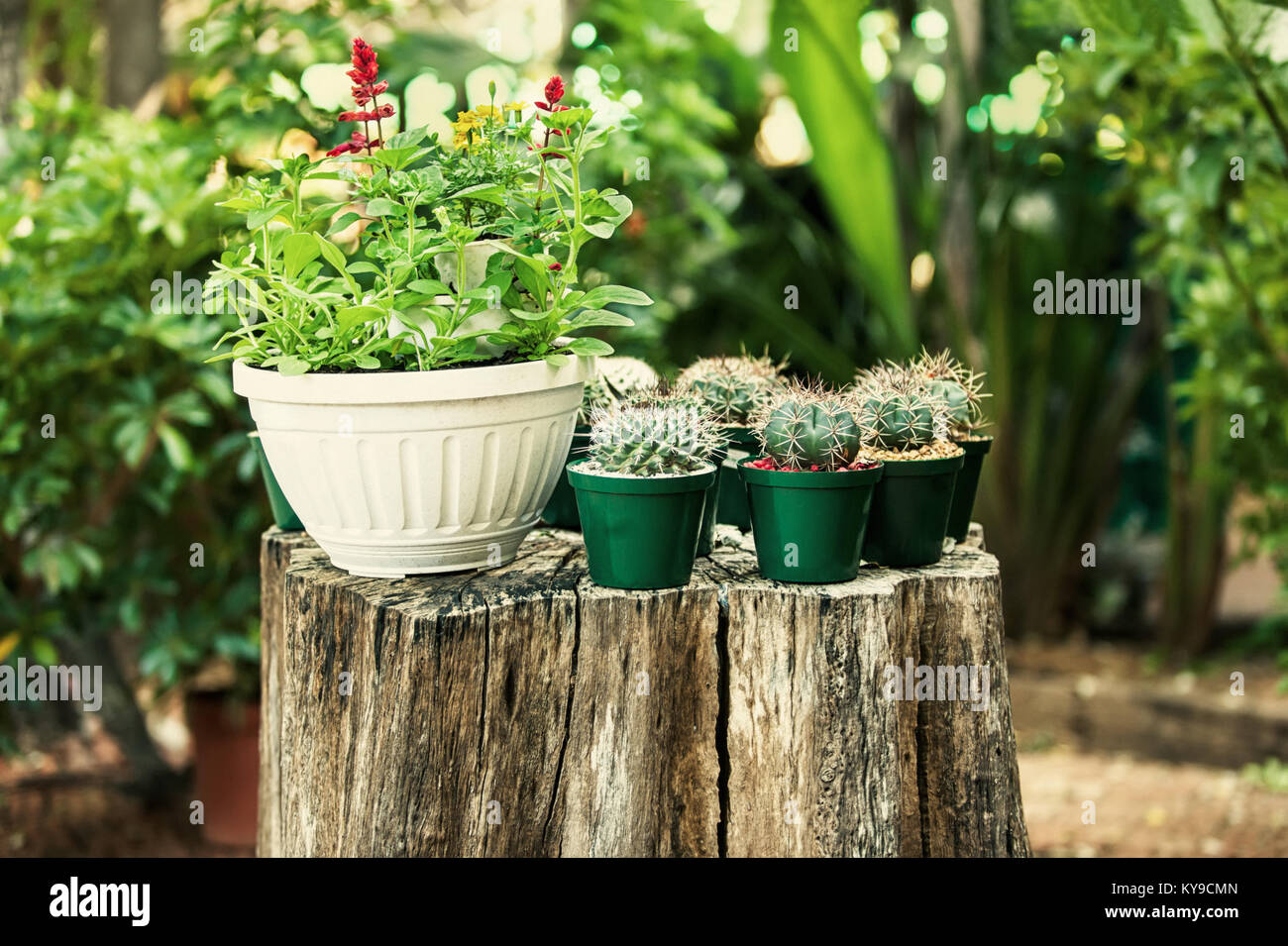 sitting on a tree stump in the garden few mini cactus pots Stock Photo