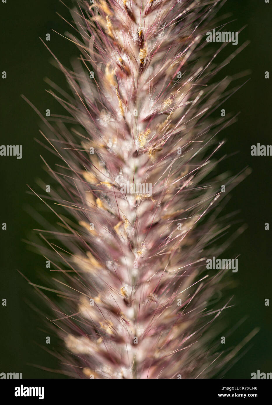 Ornamental grass macro pennisetum alopecuroides Stock Photo