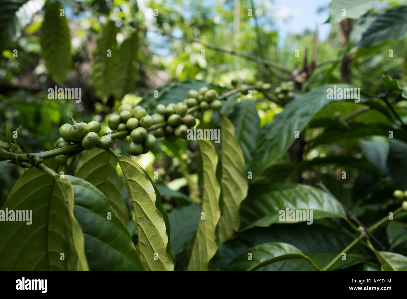 Close up coffee plants tree in plantation, Bali Stock Photo