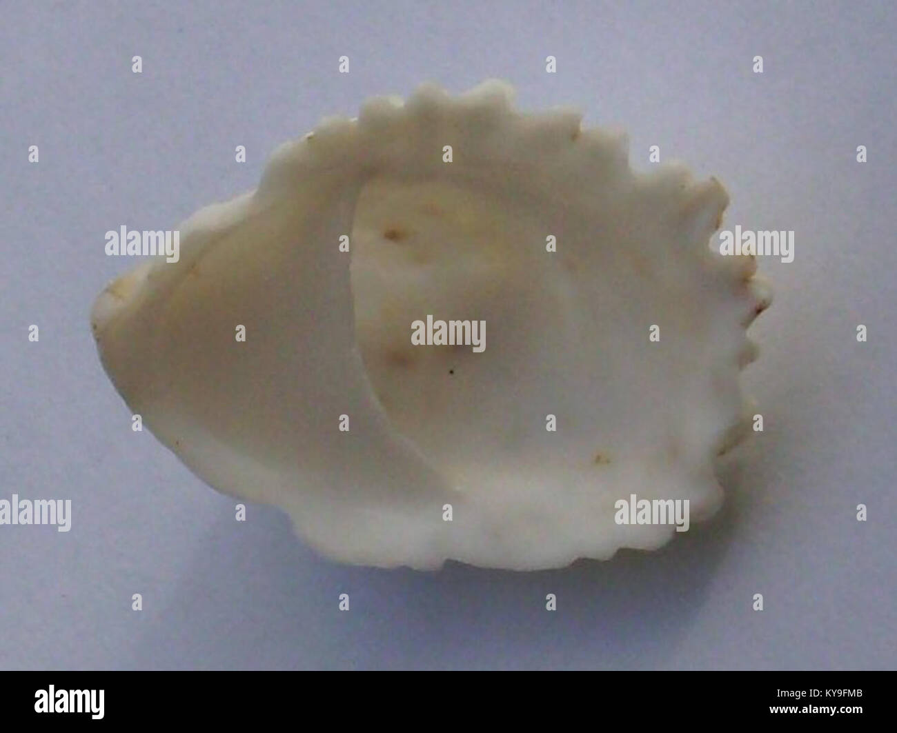 Maoricrypta costata (ribbed slipper shell) Takapuna (underside) Stock Photo