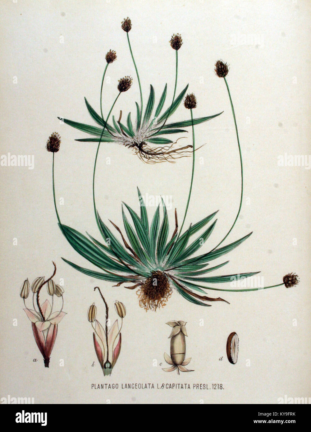 Plantago lanceolata var. capitata — Flora Batava — Volume v16 Stock Photo