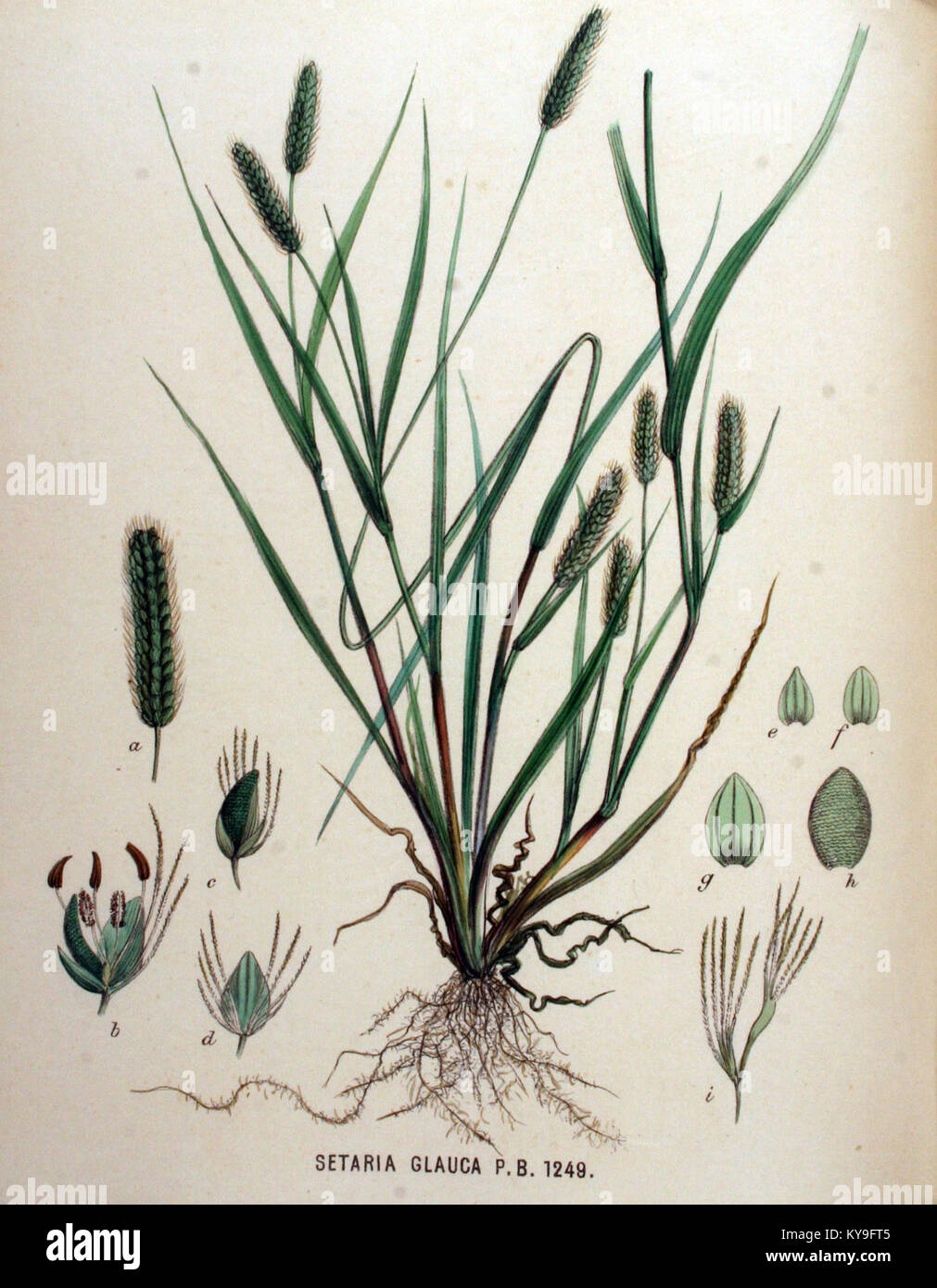 Setaria glauca — Flora Batava — Volume v16 Stock Photo