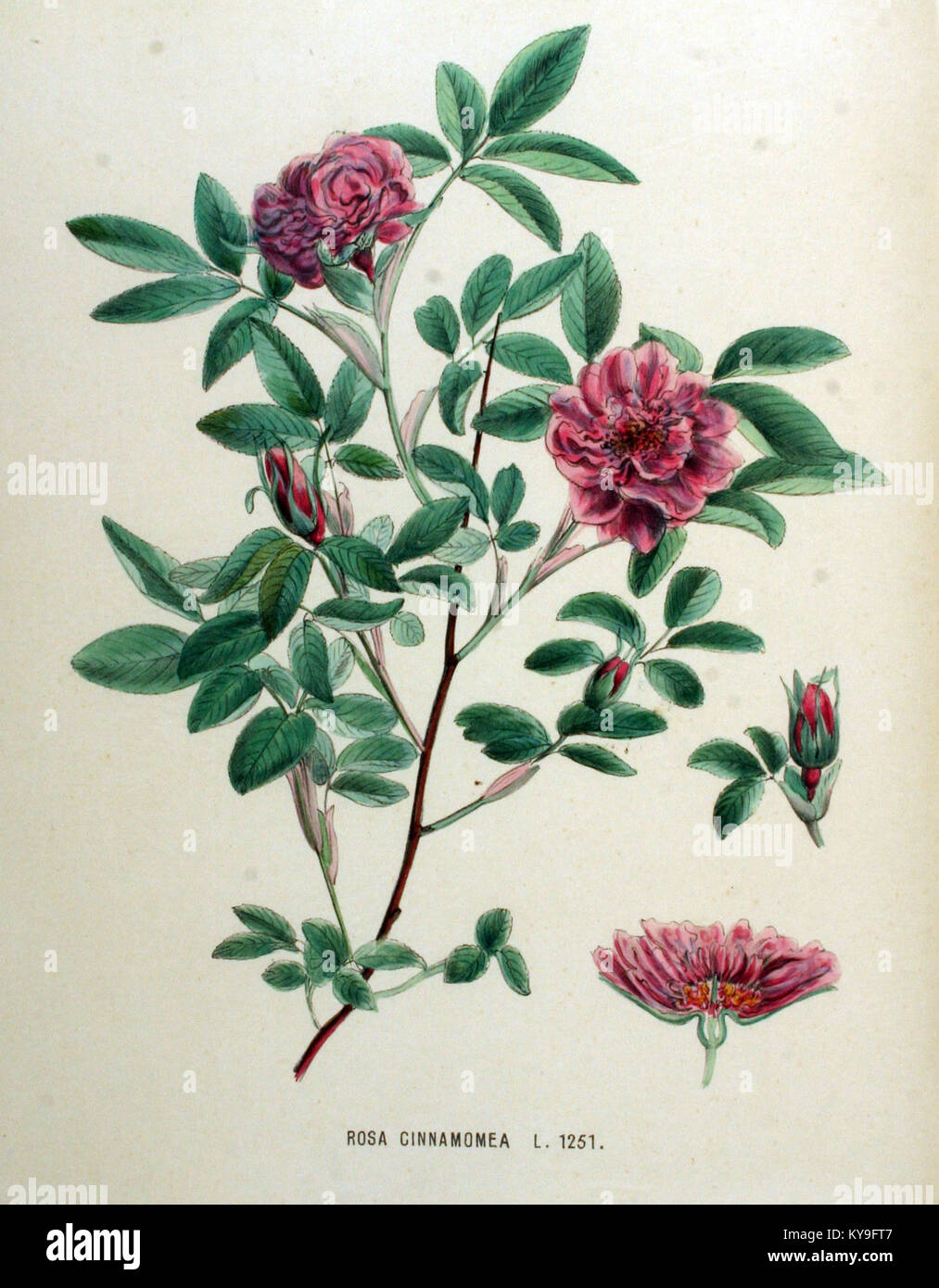 Rosa cinnamomea — Flora Batava — Volume v16 Stock Photo