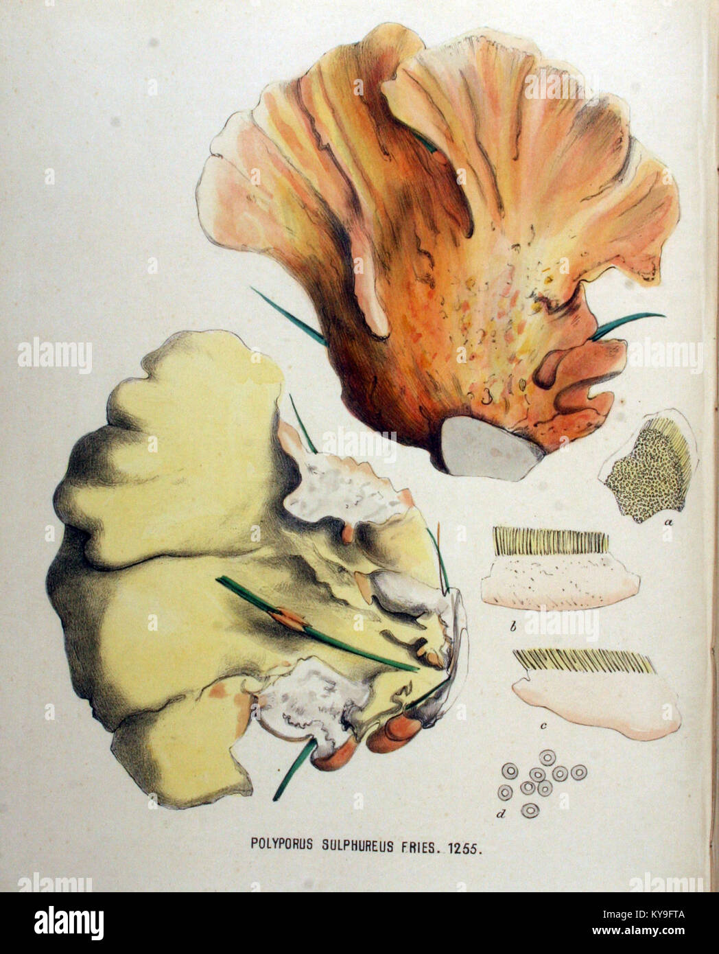 Polyporus sulphureus — Flora Batava — Volume v16 Stock Photo