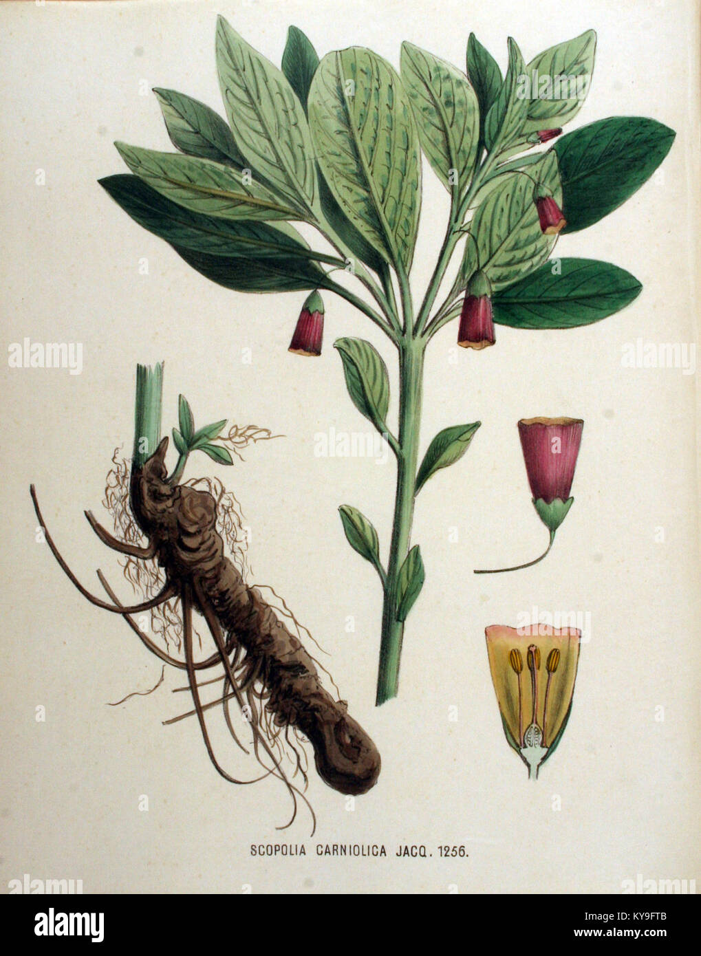 Scopolia carniolica — Flora Batava — Volume v16 Stock Photo
