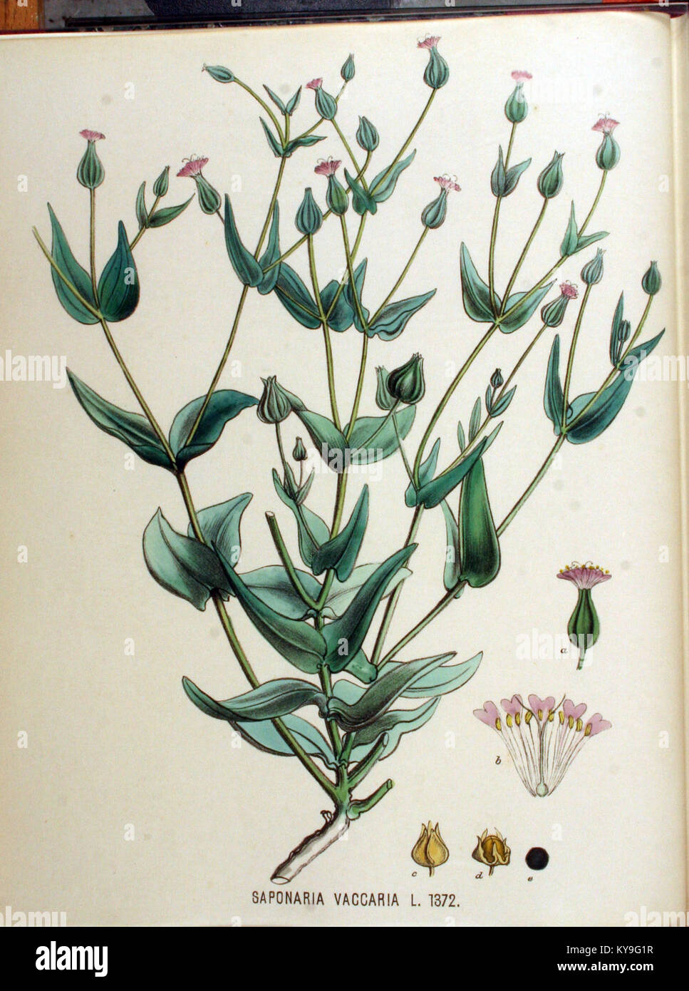 Saponaria vaccaria — Flora Batava — Volume v18 Stock Photo