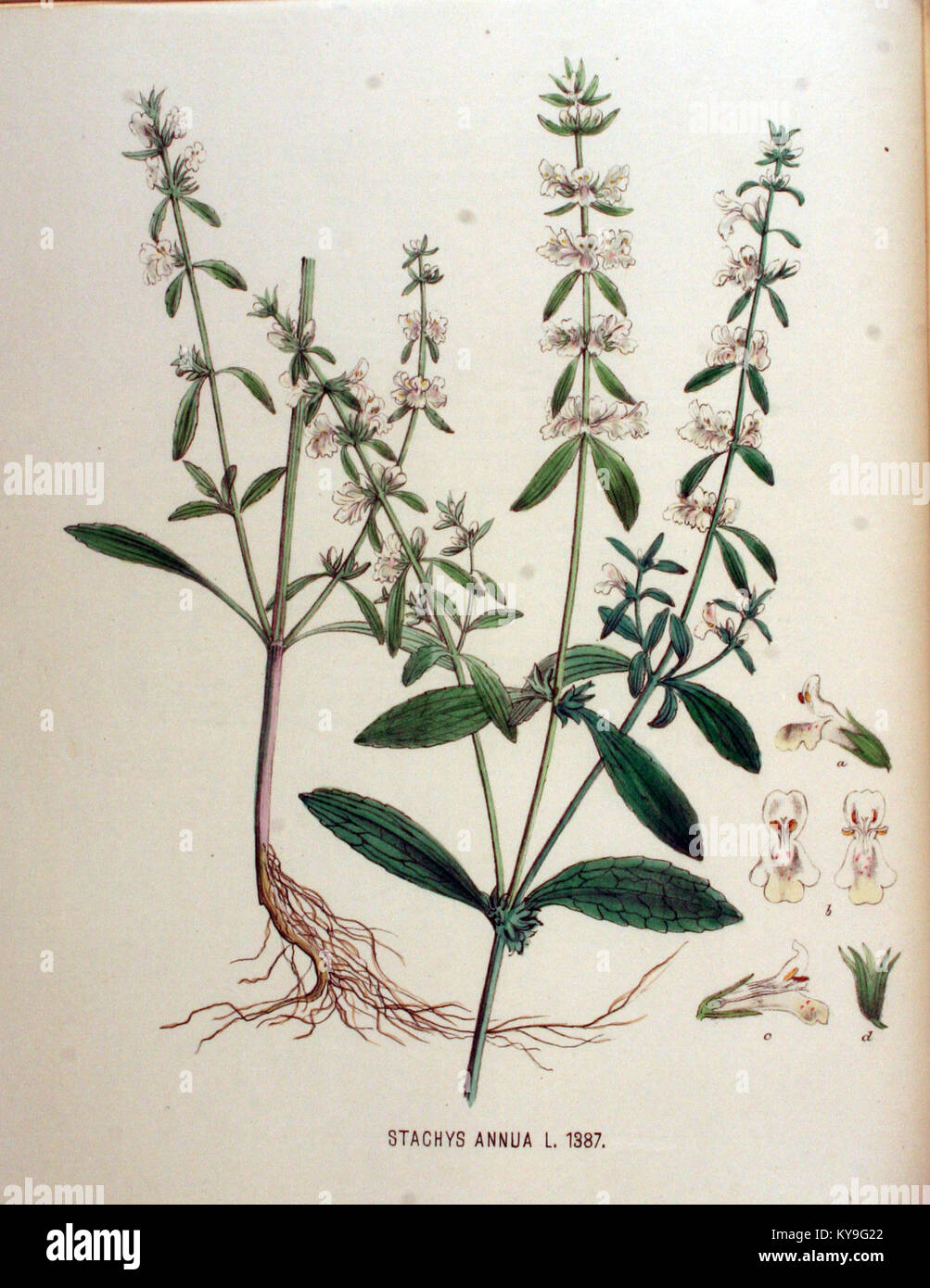 Stachys annua — Flora Batava — Volume v18 Stock Photo