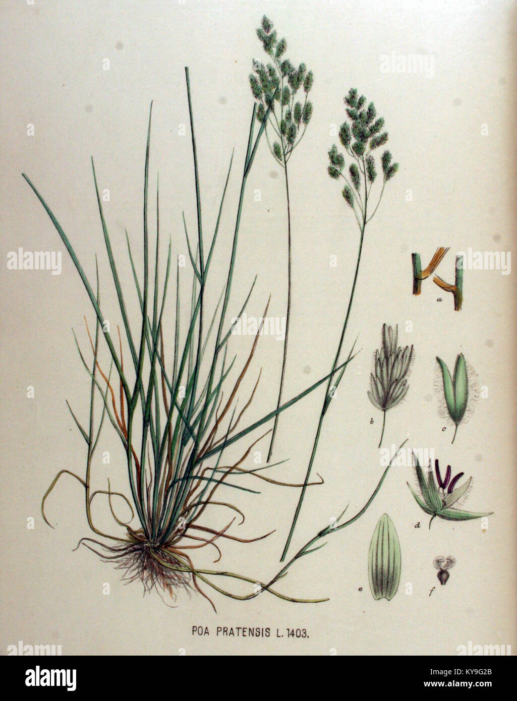 Poa pratensis — Flora Batava — Volume v18 Stock Photo
