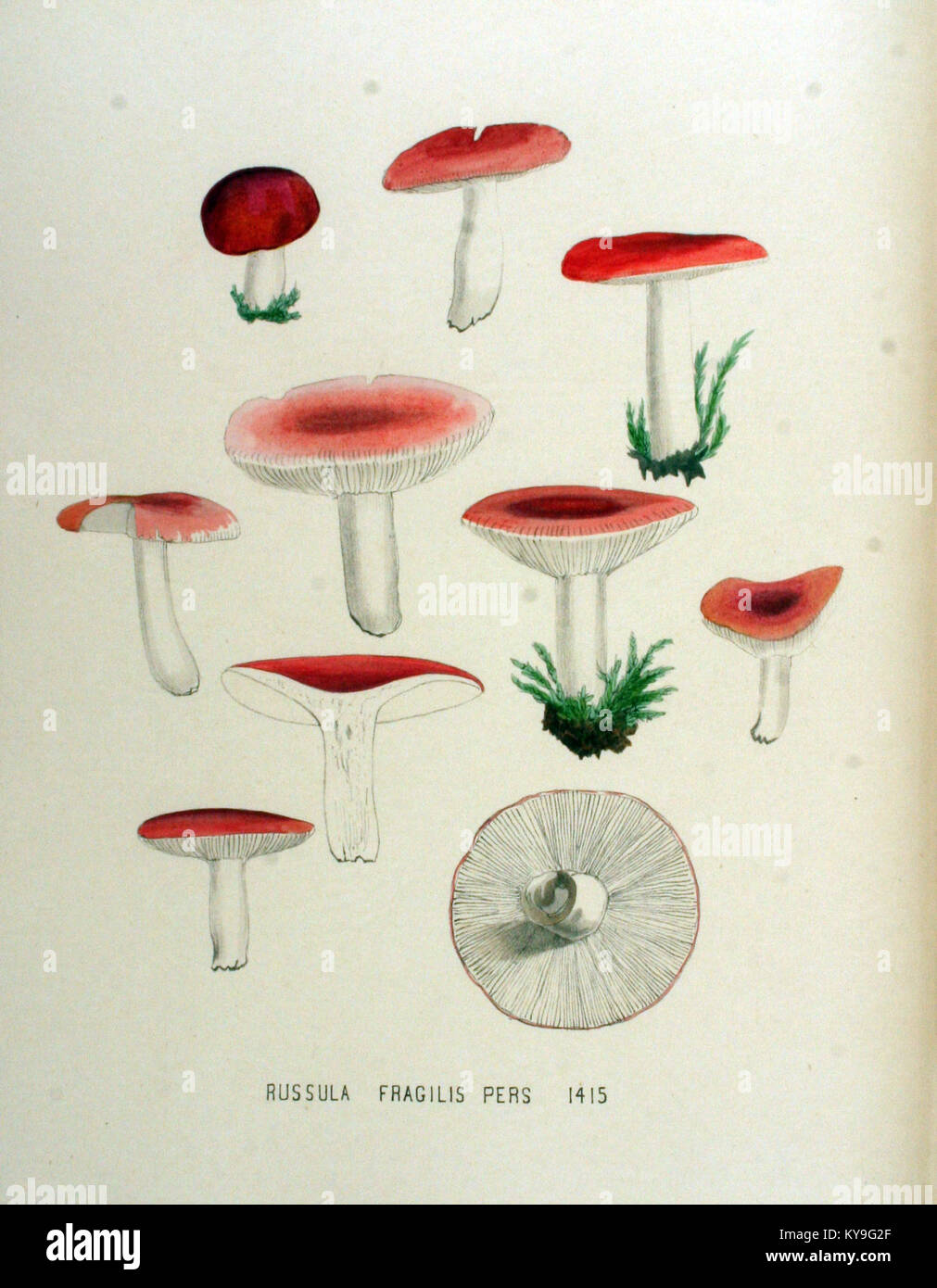 Russula fragilis — Flora Batava — Volume v18 Stock Photo