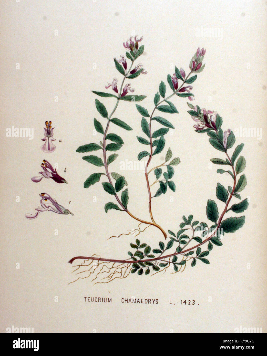 Teucrium chamaedrys — Flora Batava — Volume v18 Stock Photo