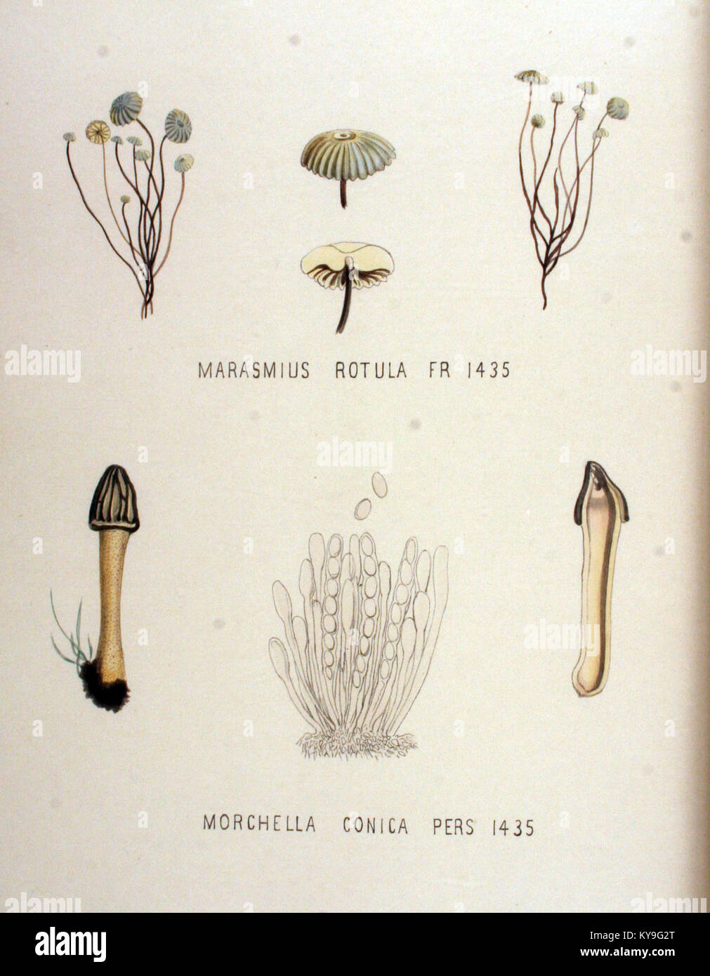 Marasmius rotula — Flora Batava — Volume v18 Stock Photo