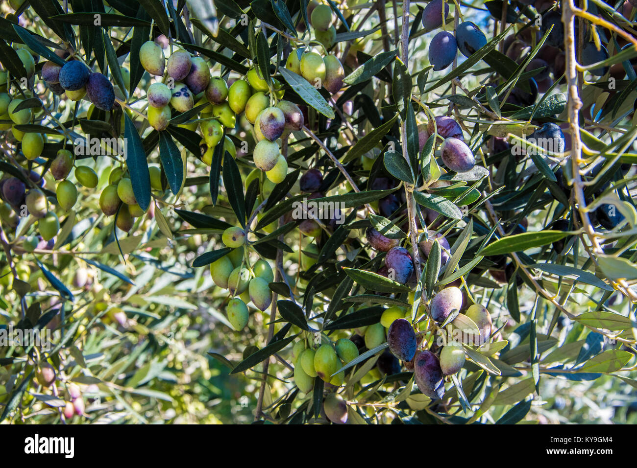 Close up of olives in an olive grove in Kerameikos, the ancient