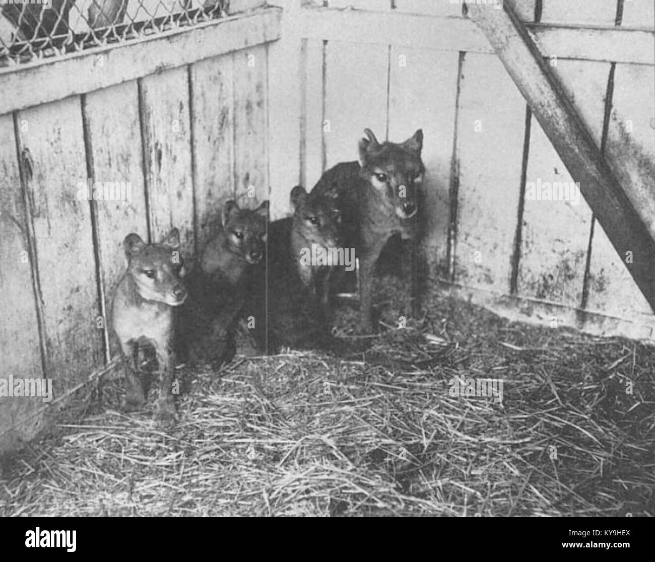 Thylacine cubs Stock Photo