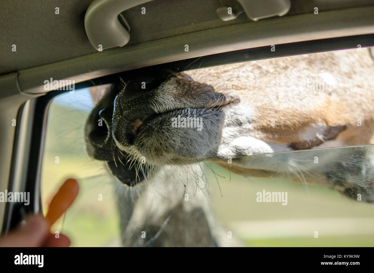 Animal feeding with carrots from a car in a safari Stock Photo Alamy