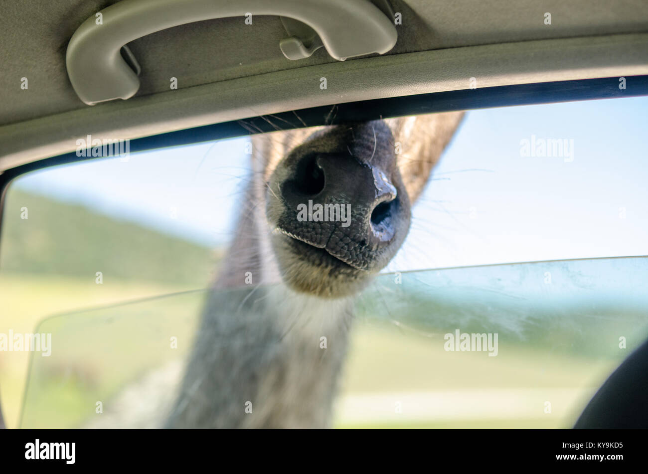 Giraffe head outside a car window in a safari trip Stock Photo