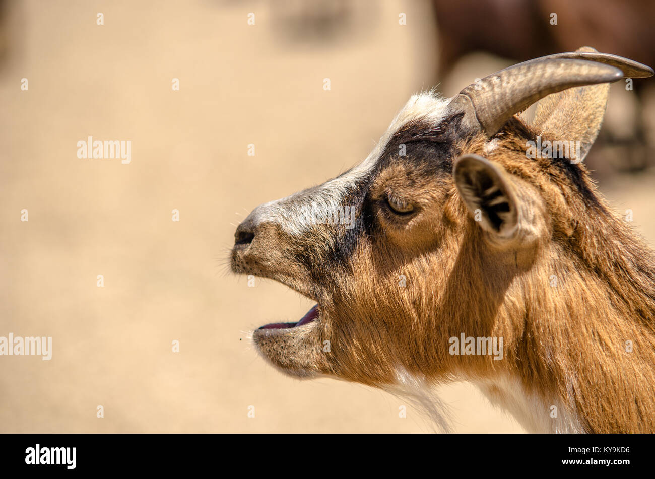 Goat head close up while shouting in a farm Stock Photo