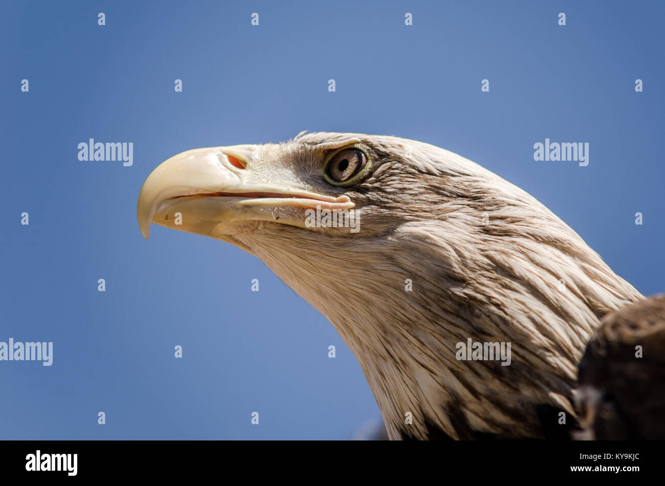American eagle face expression. Close up bottom side view Stock Photo ...