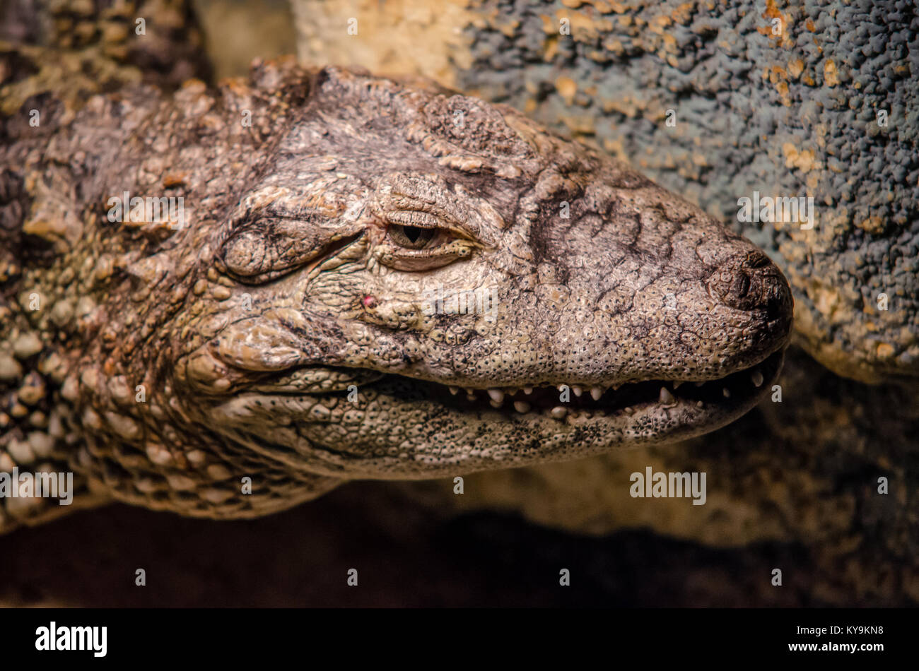 Crocodile head face expression in a dark environment. Shadows and lights Stock Photo