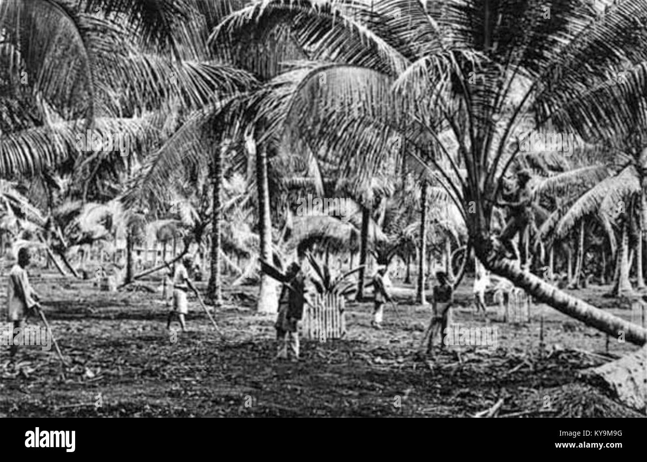 Coconut plantation Black and White Stock Photos & Images Alamy