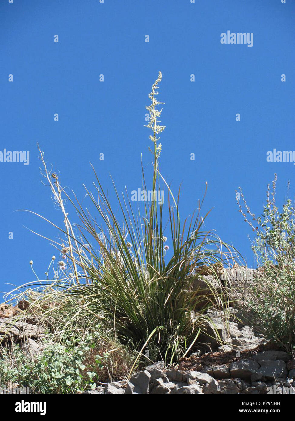Nolina microcarpa fh 0523.45 AZ. Mit Blütenresten in Arizona AB Stock Photo