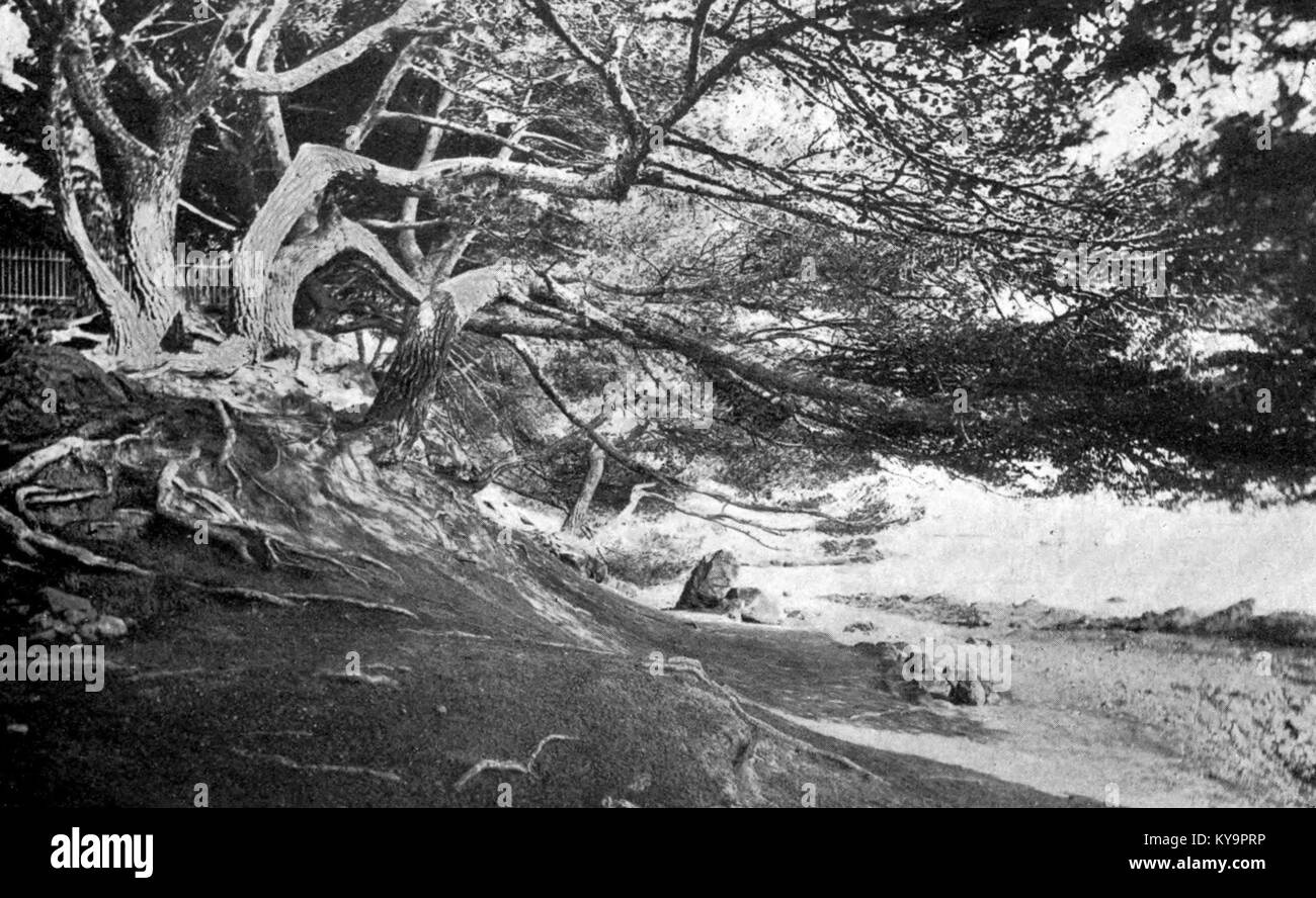 Coastal landscape pine tree Black and White Stock Photos & Images - Alamy