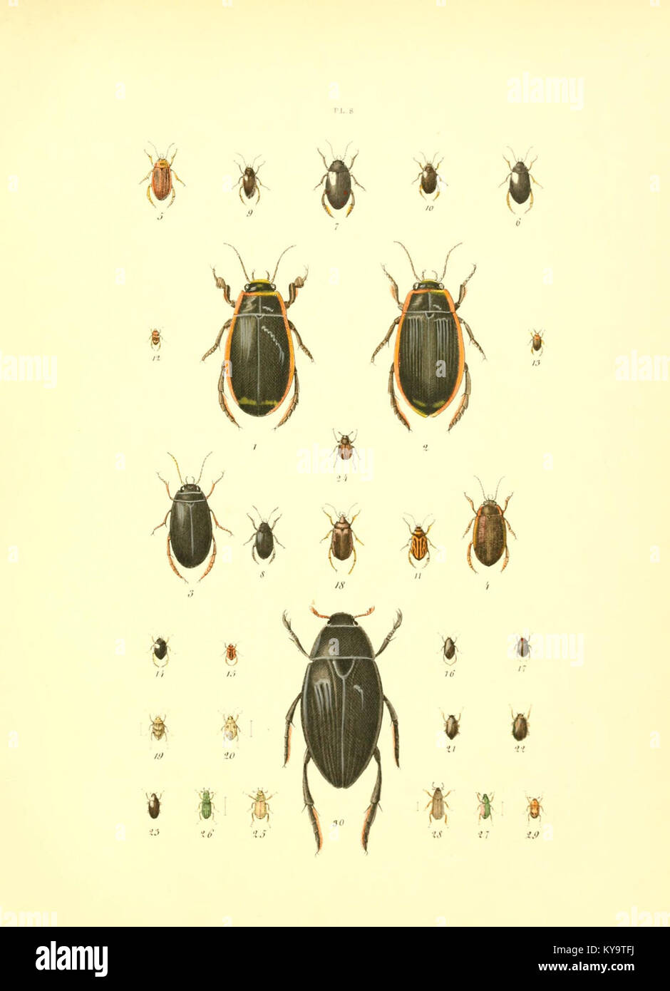 The illustration shows entomological specimens in a museum collection ...