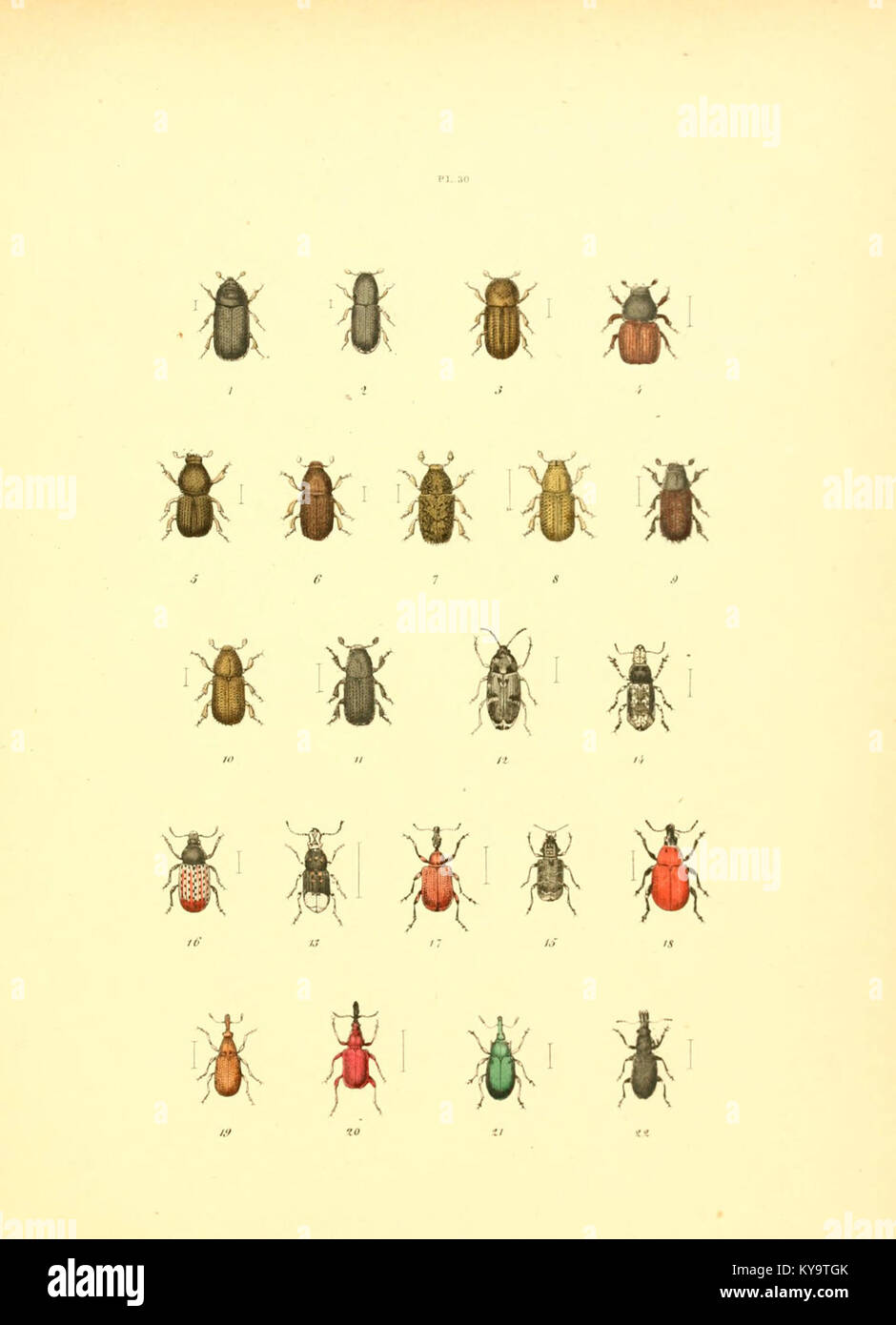 Insect Taxonomy Collection Illustrated taxonomy hi-res stock photography and images - Alamy