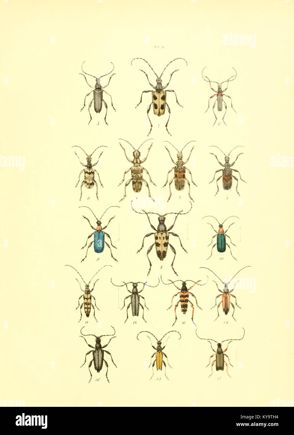 An exhibit featuring illustrated entomological displays, showing insect ...
