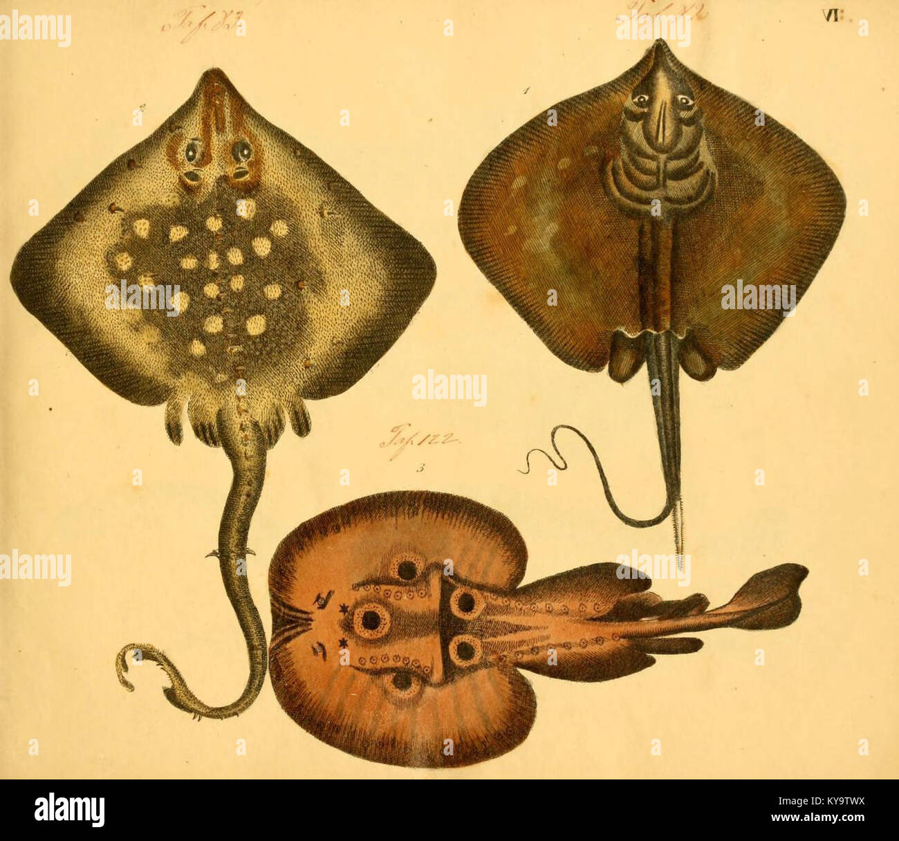 Illustration from a natural history series, showing a species or ...