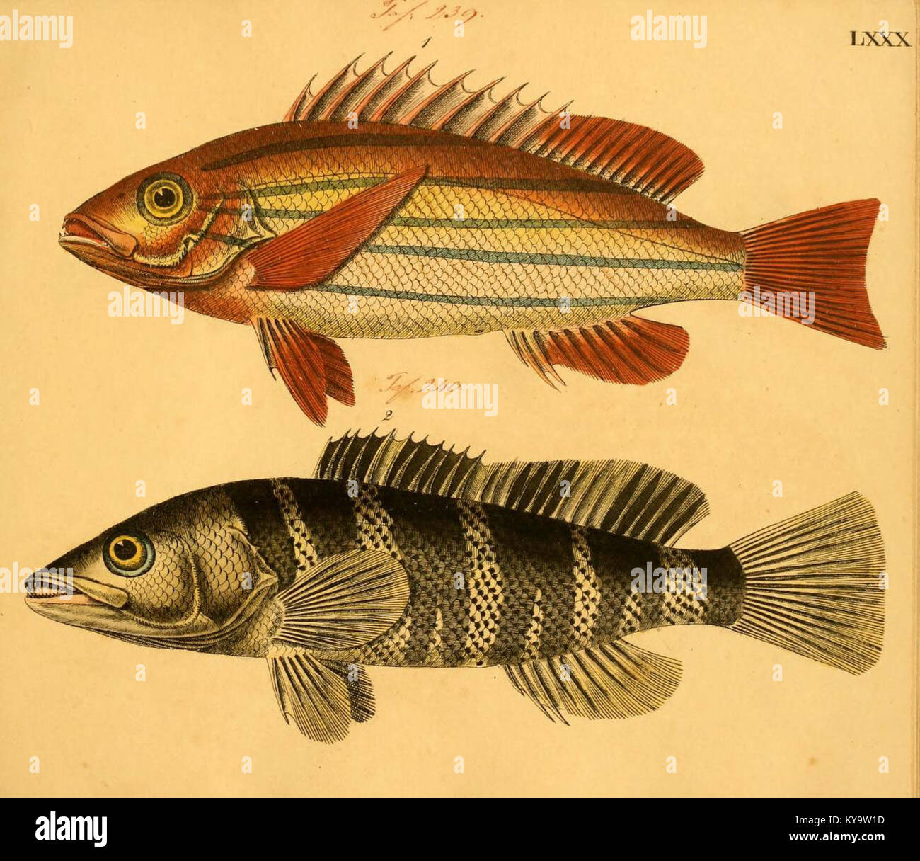 This illustration is part of the 'Naturgeschichte in Bildern mit ...