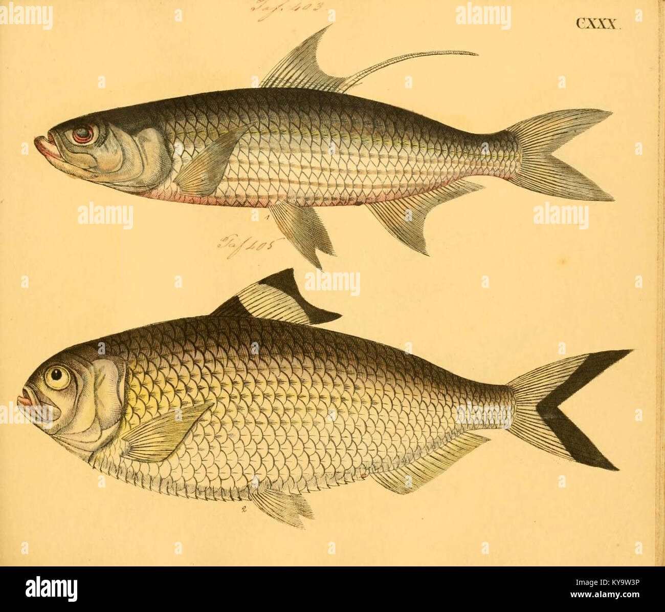 This is a detailed illustration from the work 'Naturgeschichte in ...