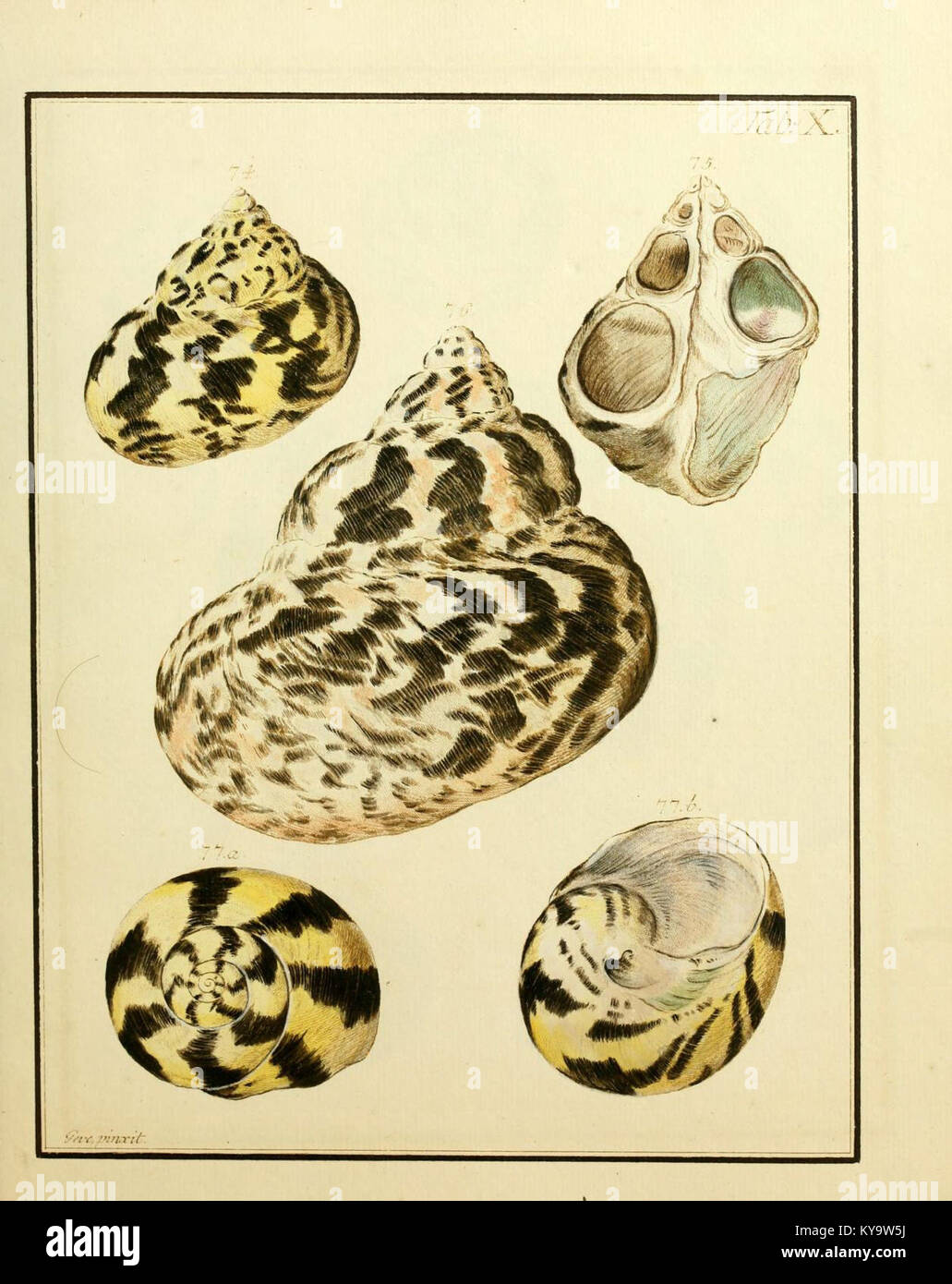 Shell Specimens Shell classification system hi-res stock photography and images - Alamy