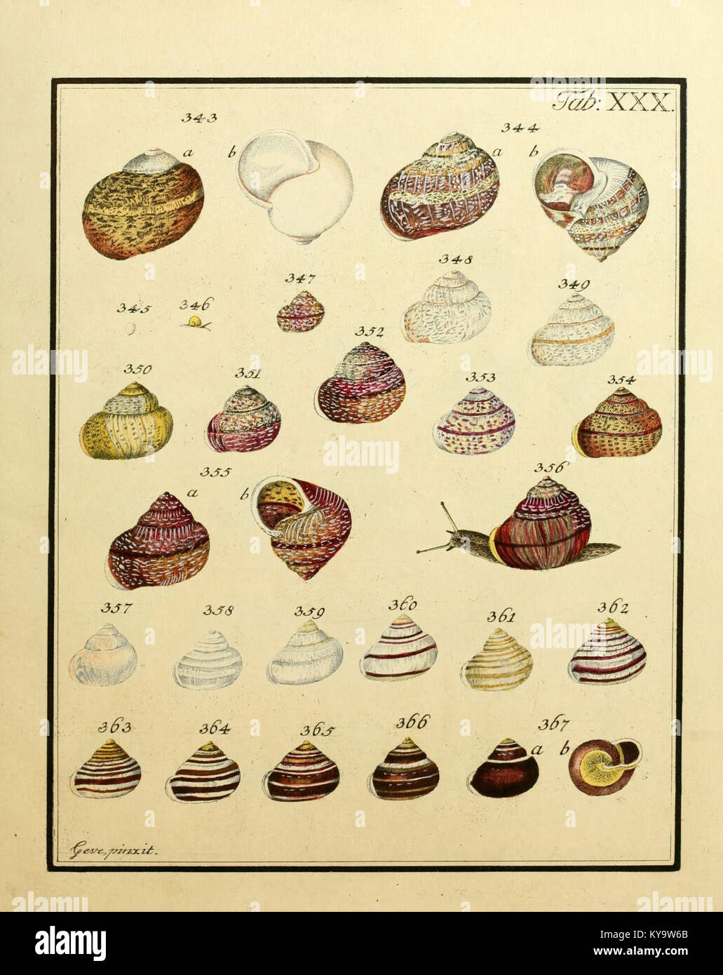 Shell classification system hi-res stock photography and images - Alamy