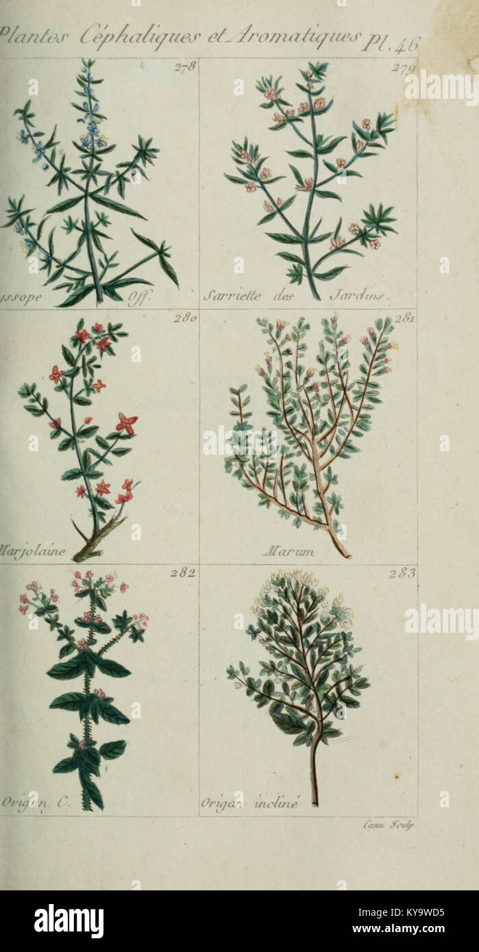 Plantes usuelles, indigènes et exotiques (Pl. 46) (6104000214) Stock Photo