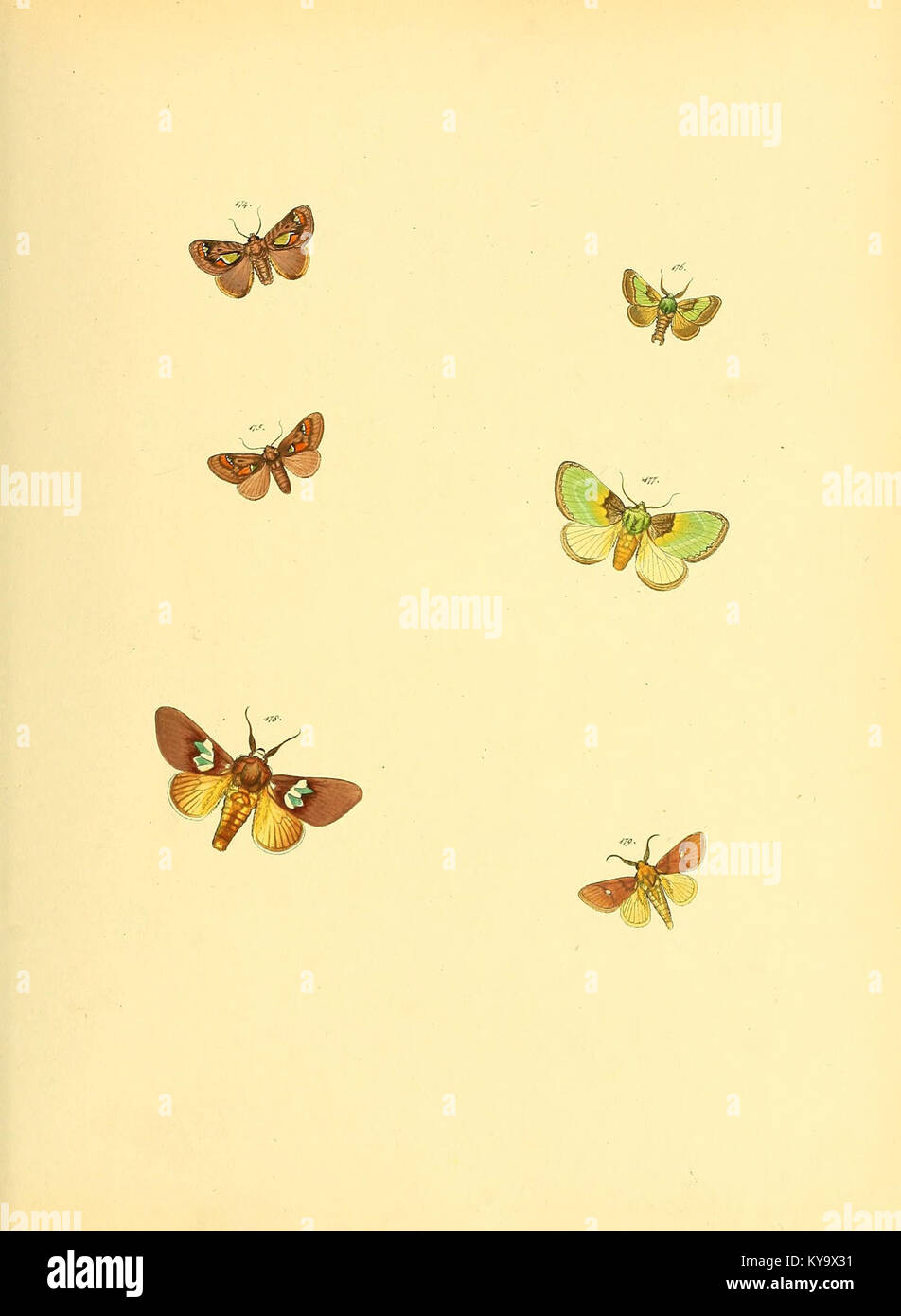 Sammlung neuer oder wenig bekannter aussereuropäischer Schmetterlinge (Plate 60) (6140438004) Stock Photo